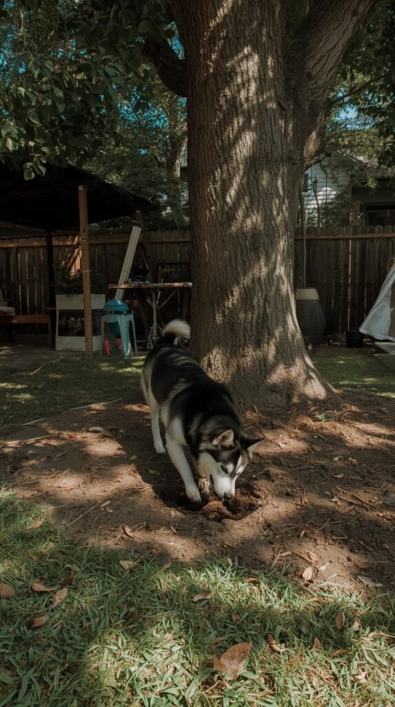 Shade Dig Pit for Hot Weather Dogs
